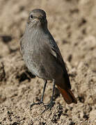 Black Redstart