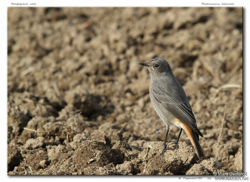 Black Redstart, identification