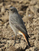 Black Redstart