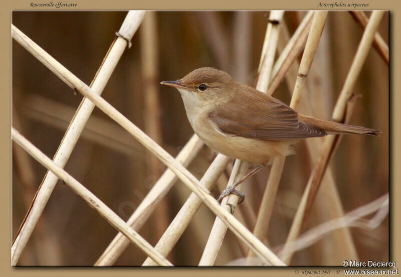 Eurasian Reed Warbler, identification