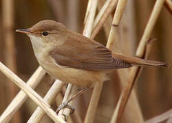 Common Reed Warbler