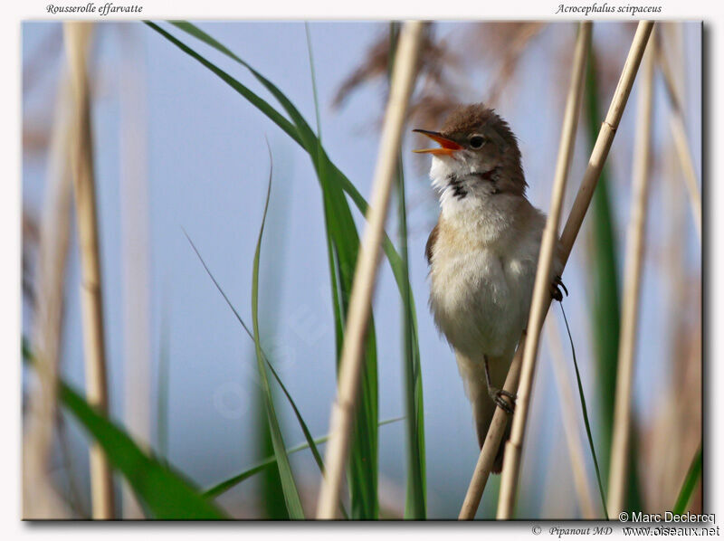 Common Reed Warbler male, identification, song