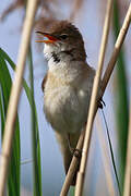 Common Reed Warbler