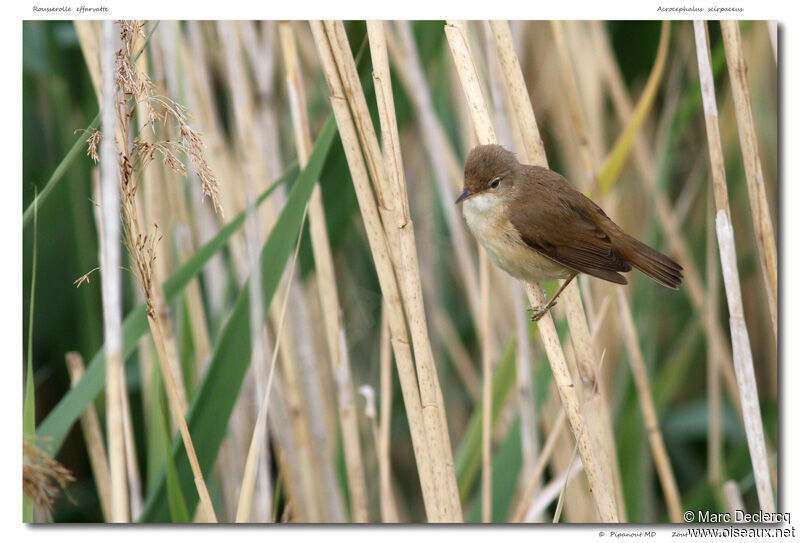 Eurasian Reed Warbler, identification