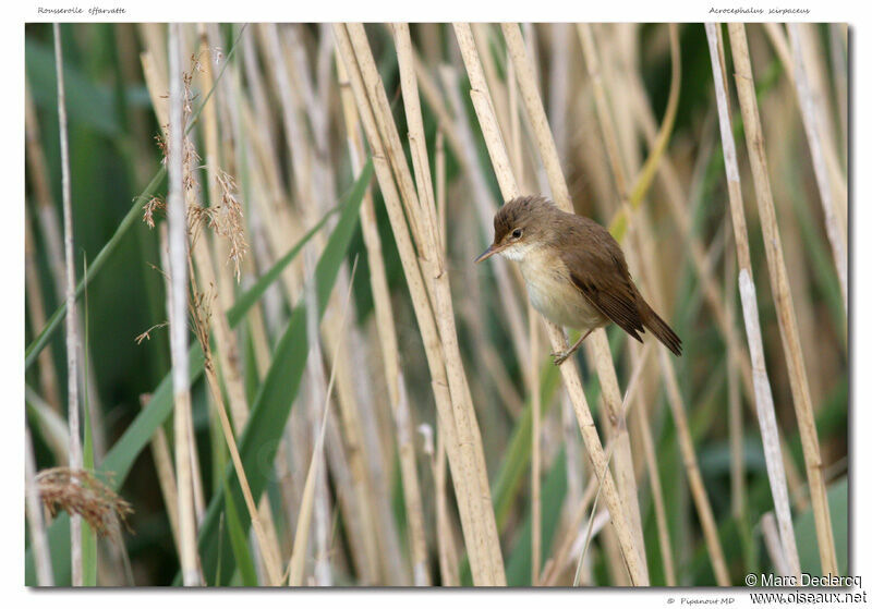 Common Reed Warbler, identification