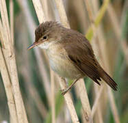 Common Reed Warbler