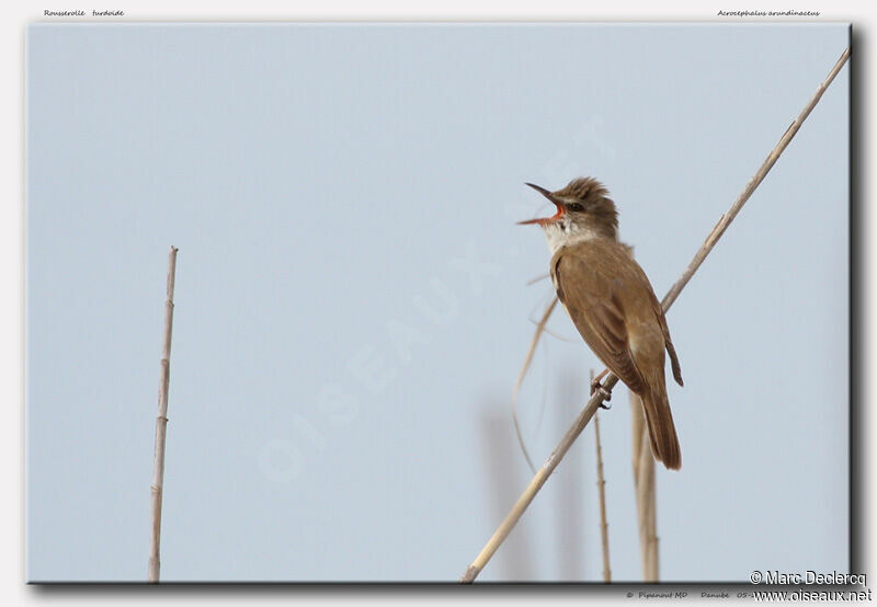 Great Reed Warbler male, identification, song