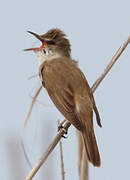 Great Reed Warbler