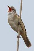 Great Reed Warbler