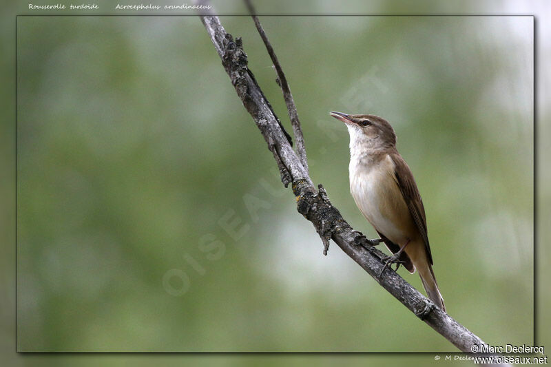 Great Reed Warbler