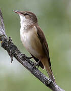 Great Reed Warbler