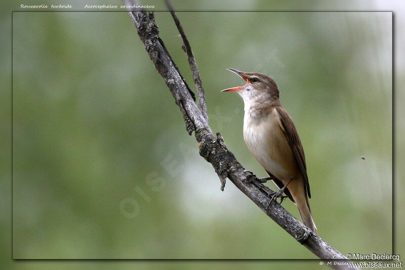 Great Reed Warbler, song