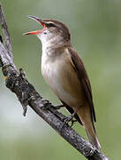 Great Reed Warbler