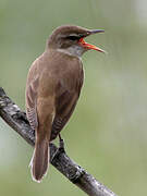 Great Reed Warbler