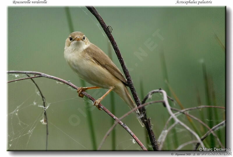 Marsh Warbler