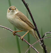 Marsh Warbler