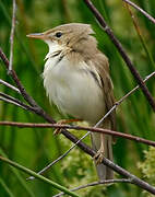 Marsh Warbler