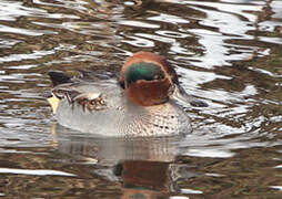 Eurasian Teal