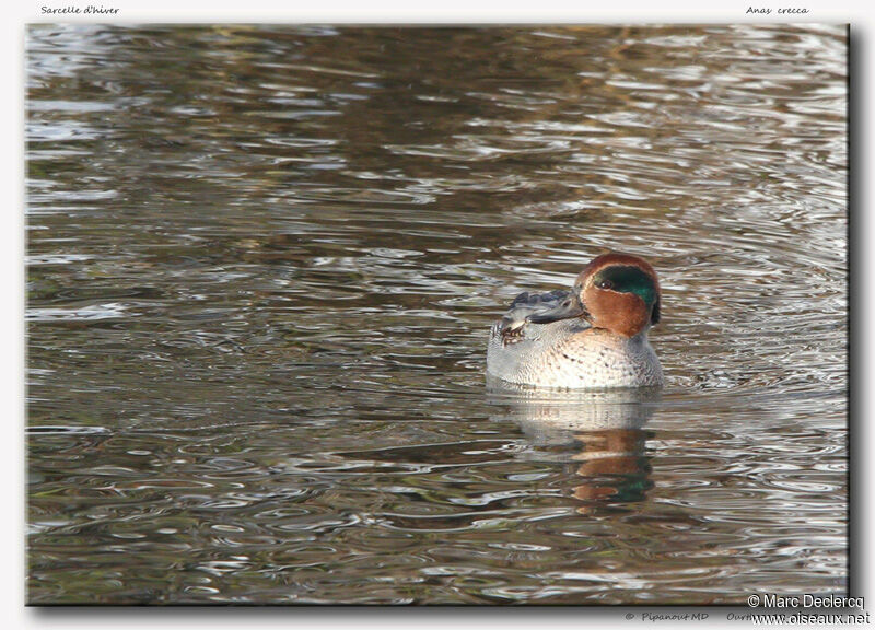 Sarcelle d'hiver, identification