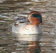 Eurasian Teal