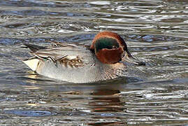 Eurasian Teal