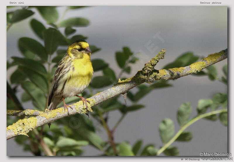 Serin cini, identification