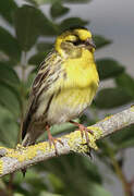 European Serin