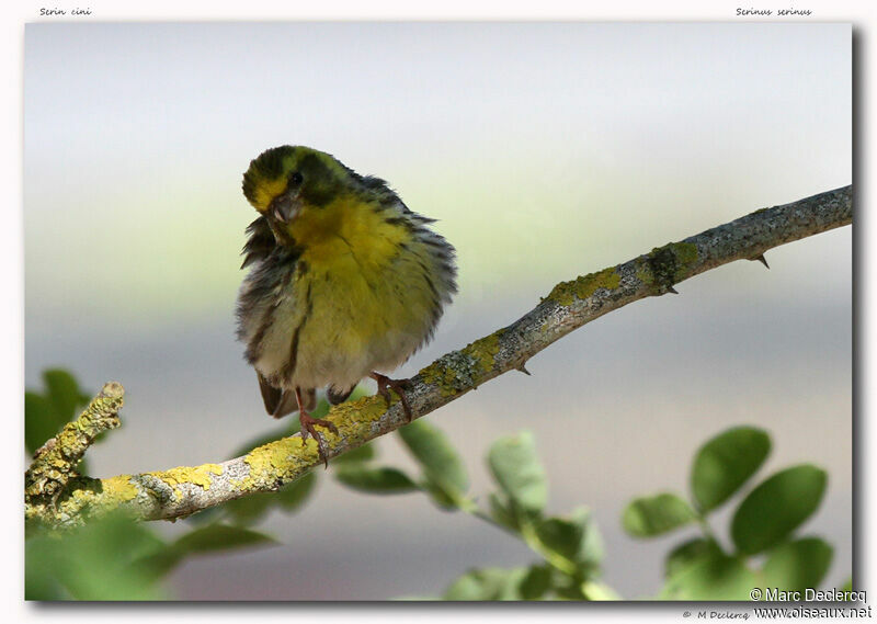 Serin cini, identification