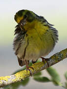 European Serin