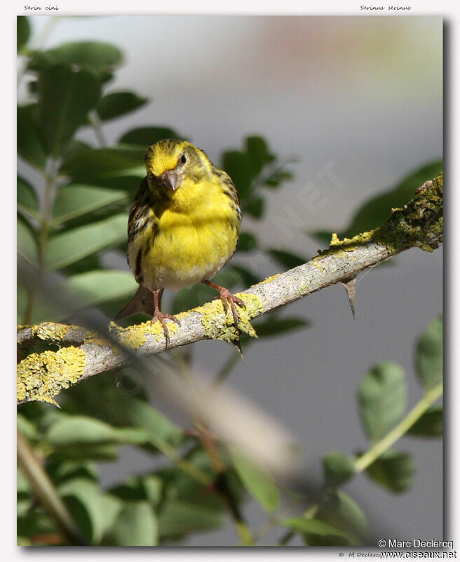 European Serin, identification