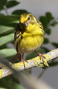 European Serin