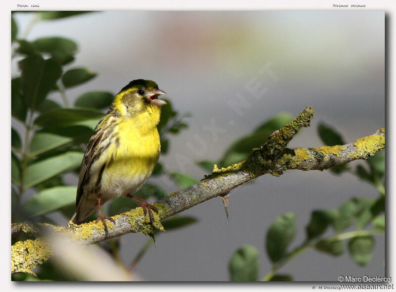 Serin cini, identification, chant