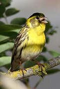 European Serin