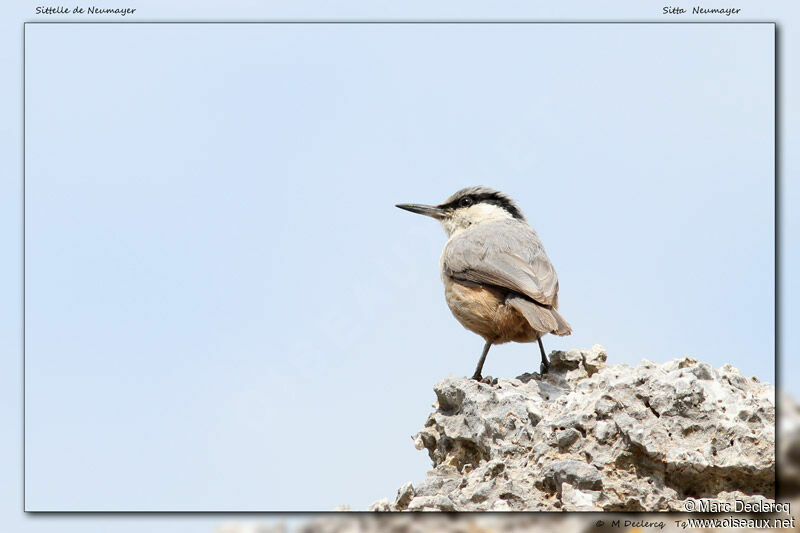 Western Rock Nuthatch, identification