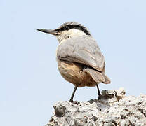 Western Rock Nuthatch