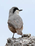 Western Rock Nuthatch