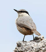 Western Rock Nuthatch