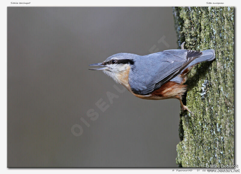 Eurasian Nuthatch