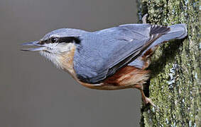 Eurasian Nuthatch