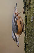 Eurasian Nuthatch