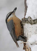 Eurasian Nuthatch