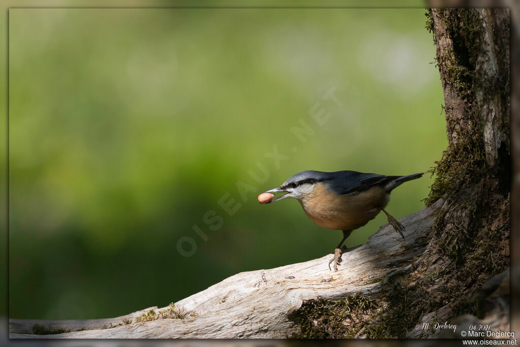 Eurasian Nuthatch