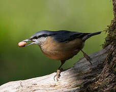 Eurasian Nuthatch