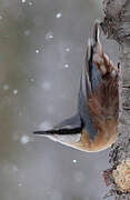 Eurasian Nuthatch