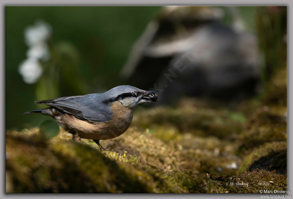 Eurasian Nuthatch