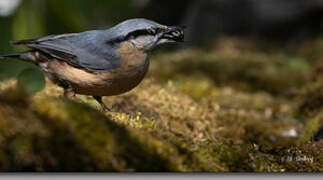 Eurasian Nuthatch