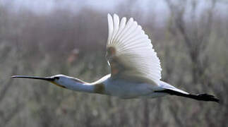 Eurasian Spoonbill