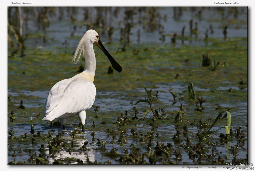 Eurasian Spoonbill