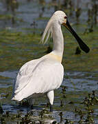 Eurasian Spoonbill