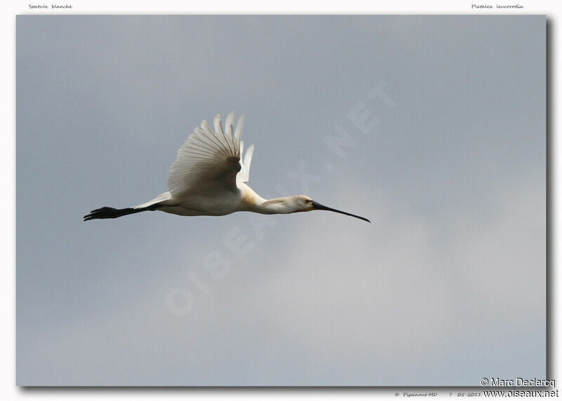 Eurasian Spoonbill, Flight